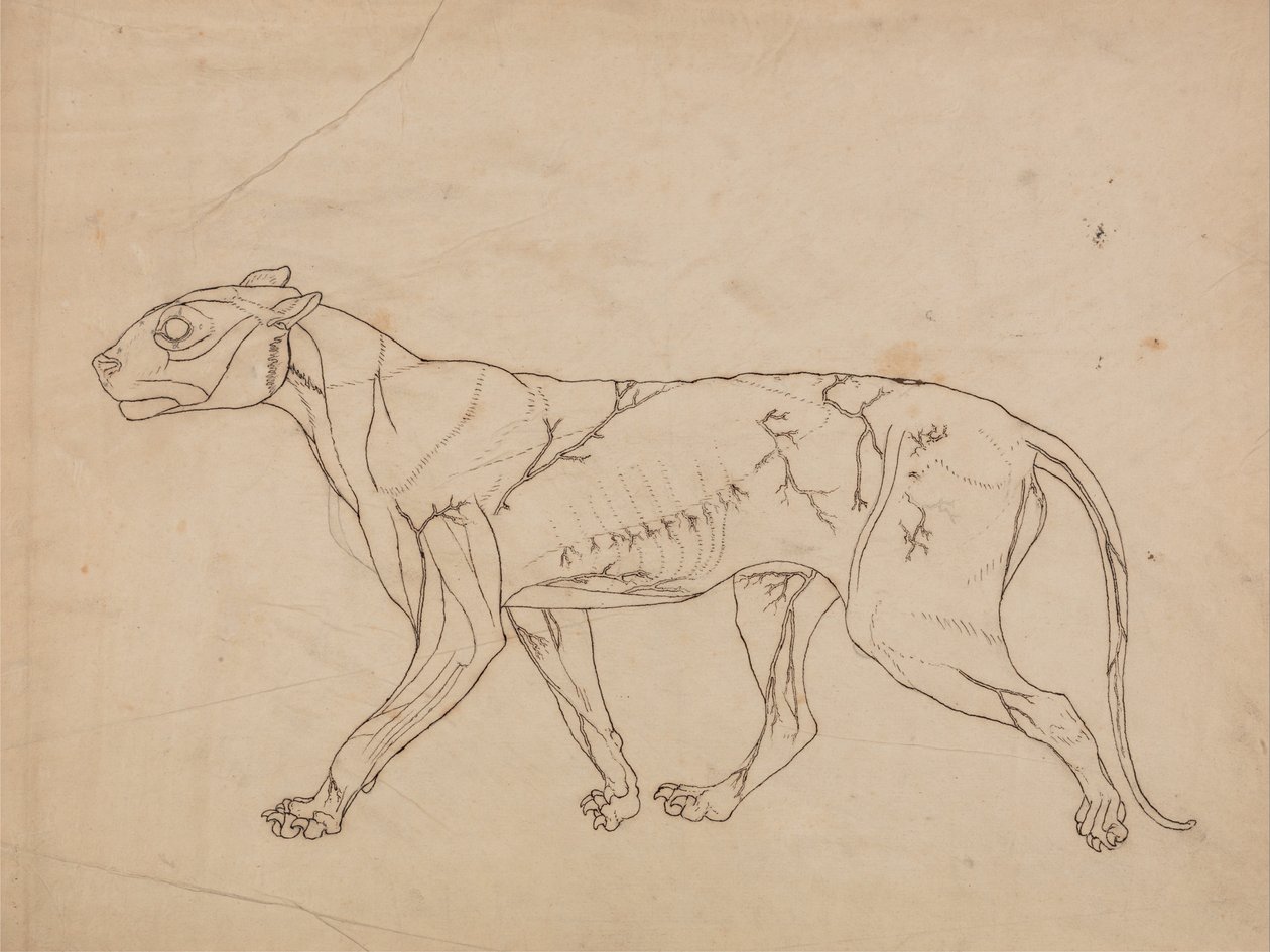 Vertaileva anatominen esitys ihmiskehon rakenteesta tiikerin ja ... tekijältä George Stubbs
