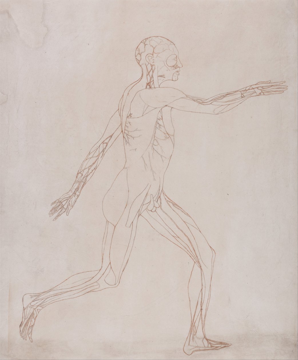 Vertaileva anatominen esitys ihmiskehon rakenteesta tiikerin ja ... tekijältä George Stubbs