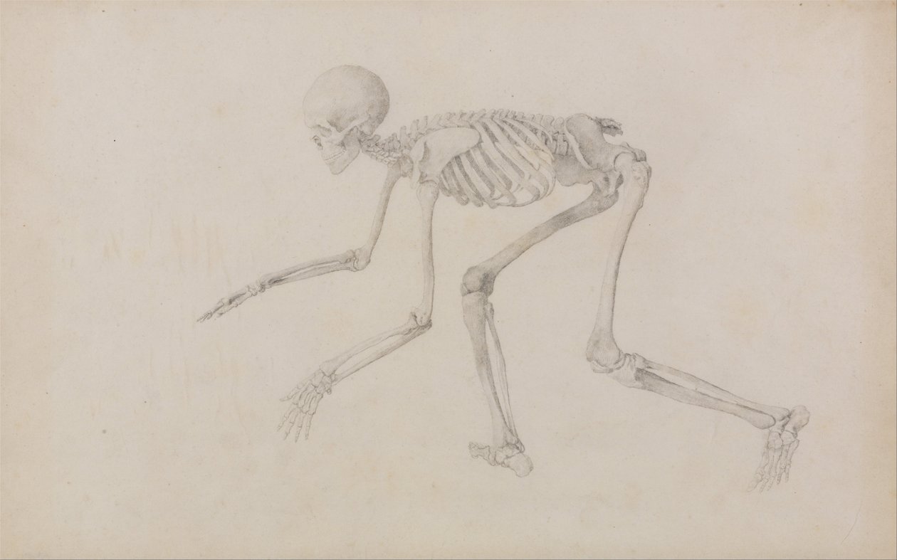 Vertaileva anatominen esitys ihmiskehon rakenteesta tiikerin ja ... tekijältä George Stubbs