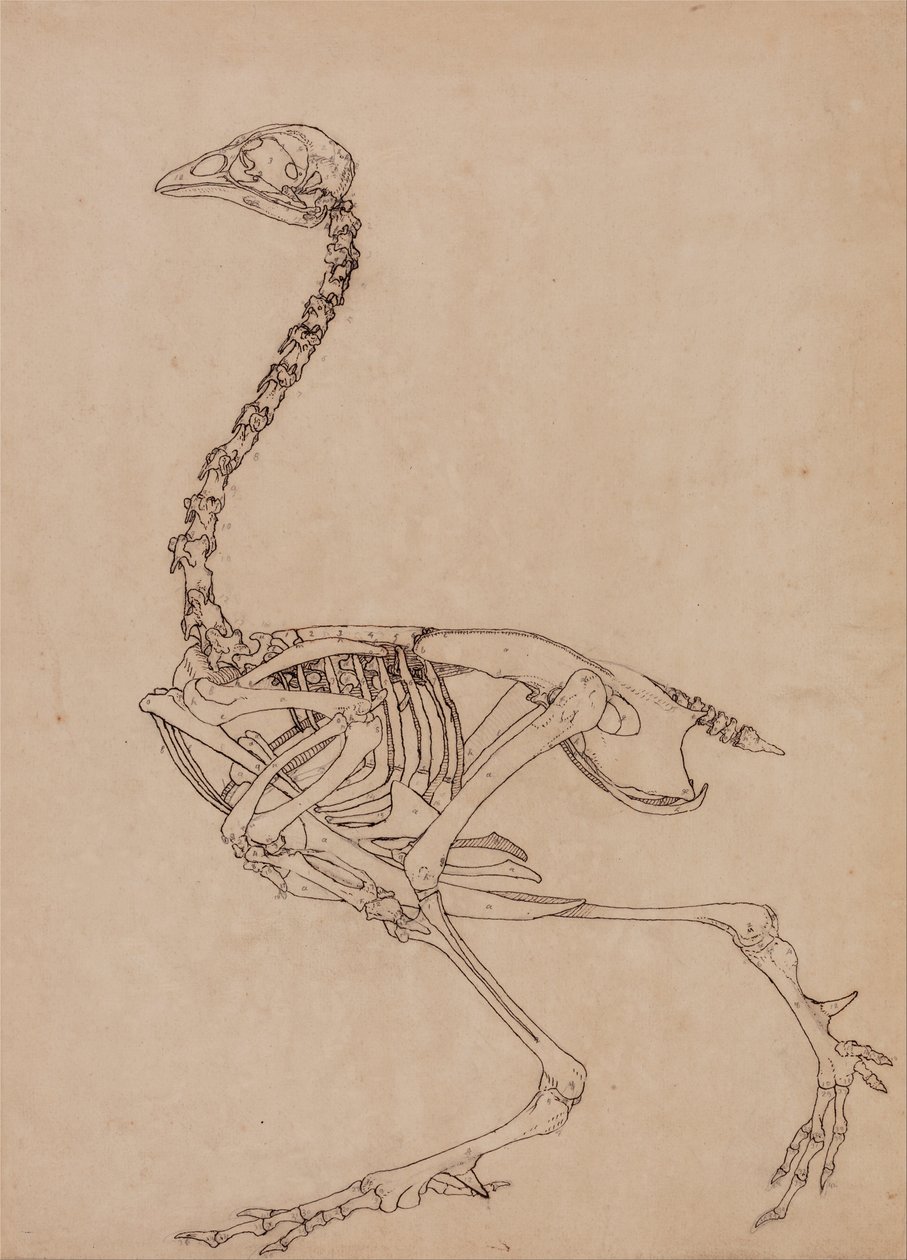 Vertaileva anatominen esitys ihmiskehon rakenteesta tiikerin ja ... tekijältä George Stubbs