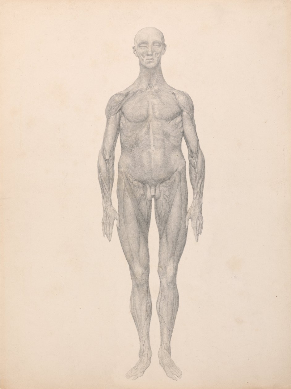 Vertaileva anatominen esitys ihmiskehon rakenteesta tiikerin ja ... tekijältä George Stubbs