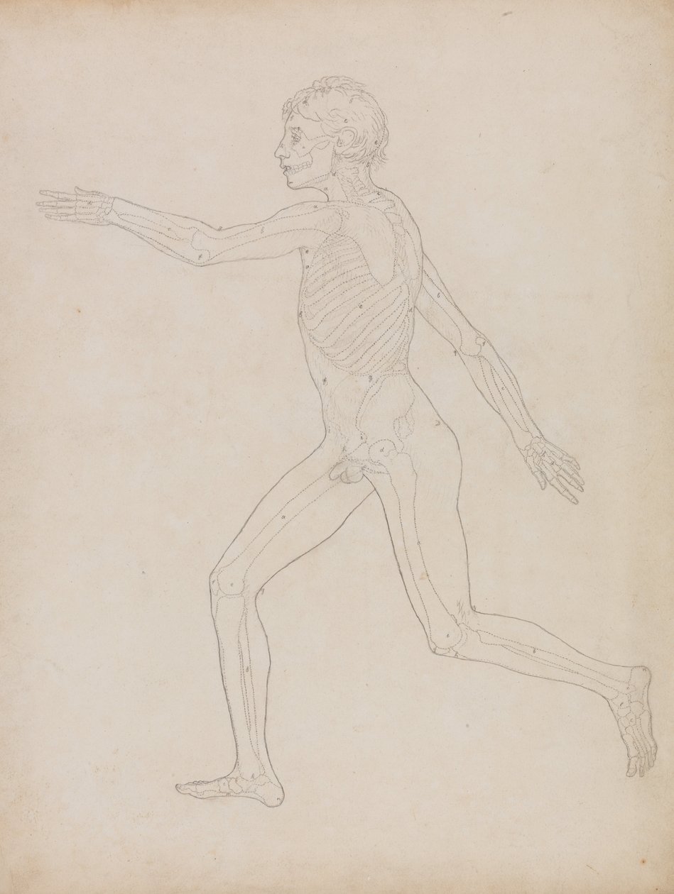 Vertaileva anatominen esitys ihmiskehon rakenteesta tiikerin ja ... tekijältä George Stubbs