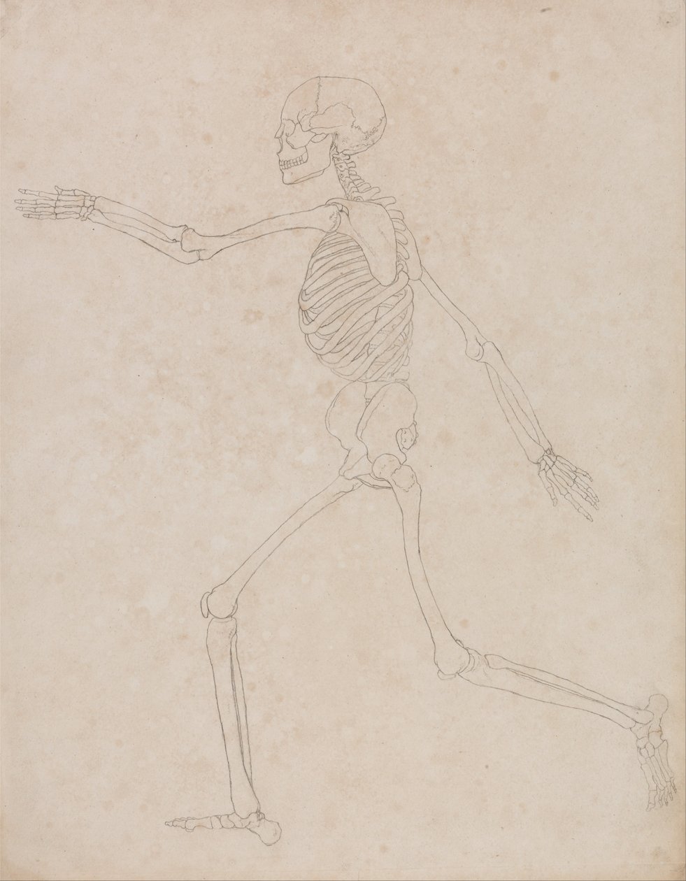 Vertaileva anatominen esitys ihmiskehon rakenteesta tiikerin ja ... tekijältä George Stubbs