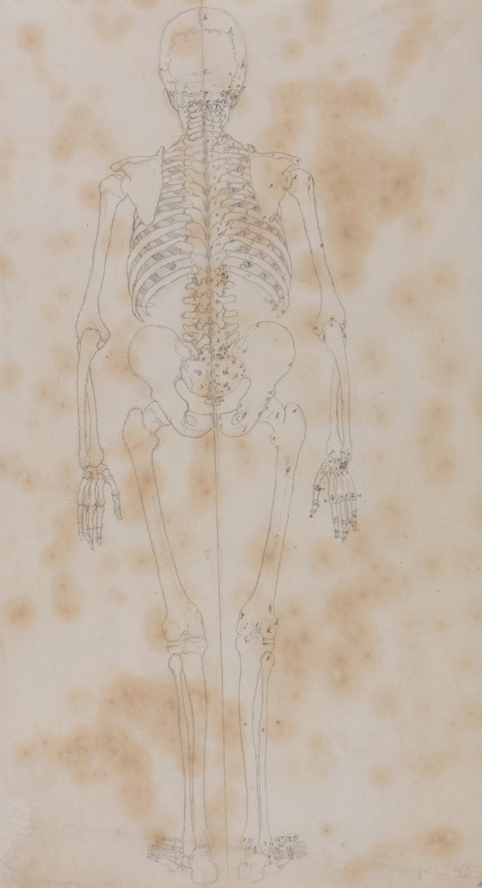 Vertaileva anatominen esitys ihmiskehon rakenteesta tiikerin ja ... tekijältä George Stubbs
