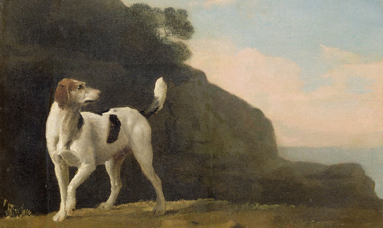 Foxhound, n. 1760 (öljy aluksella paperille) tekijältä George Stubbs