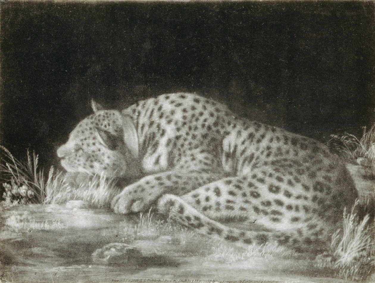 Tyger (nukkuva gepardi) (mezzotint) tekijältä George Stubbs