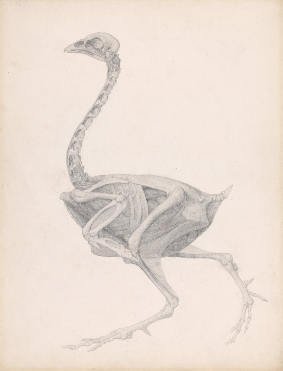 Vertaileva anatominen kuvaus strutsin ihmiskehon rakenteesta tekijältä George Stubbs