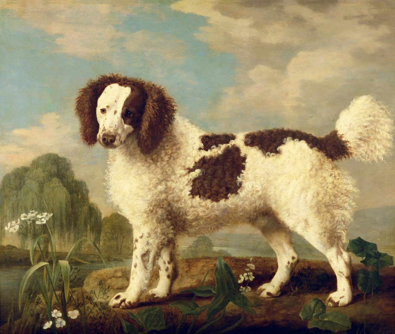 Ruskeavalkoinen norfolk tai vesispanieli, 1778 tekijältä George Stubbs