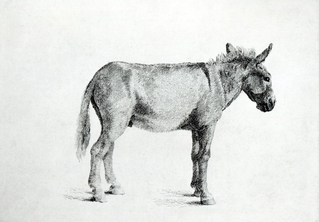 Aasi 1766 (kynä ja muste paperille) tekijältä George Stubbs