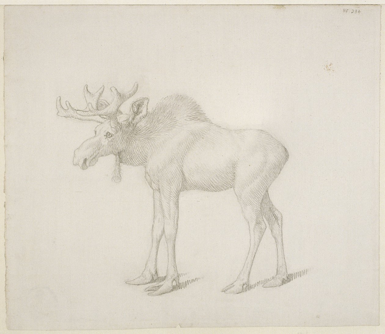 Piirustus Richmondin herttuan toisesta härästä tekijältä George Stubbs