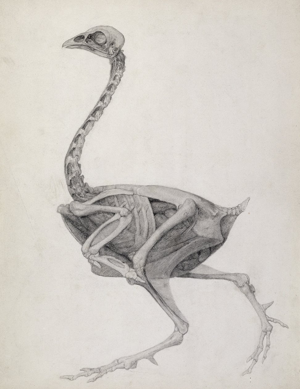 Kanat: Lateral View, Deeply Disecting, sarjasta "Vertaileva anatominen esitys ihmiskehon rakenteesta tiikerin ja tavallisen linnun rakenteeseen (grafiitti paperilla) tekijältä George Stubbs