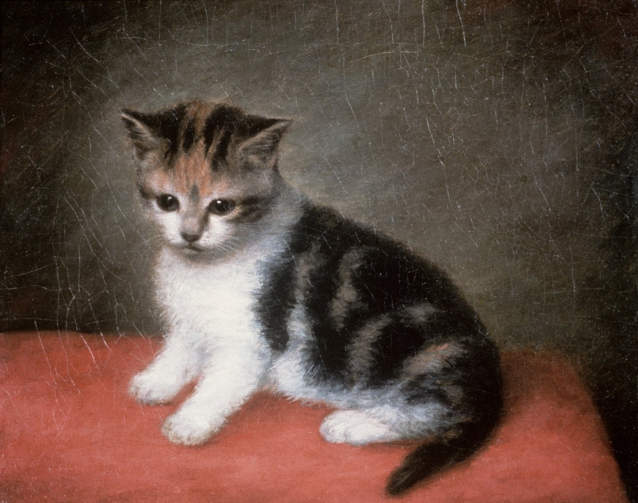 Neiti Ann Whiten kissanpentu, 1790 tekijältä George Stubbs