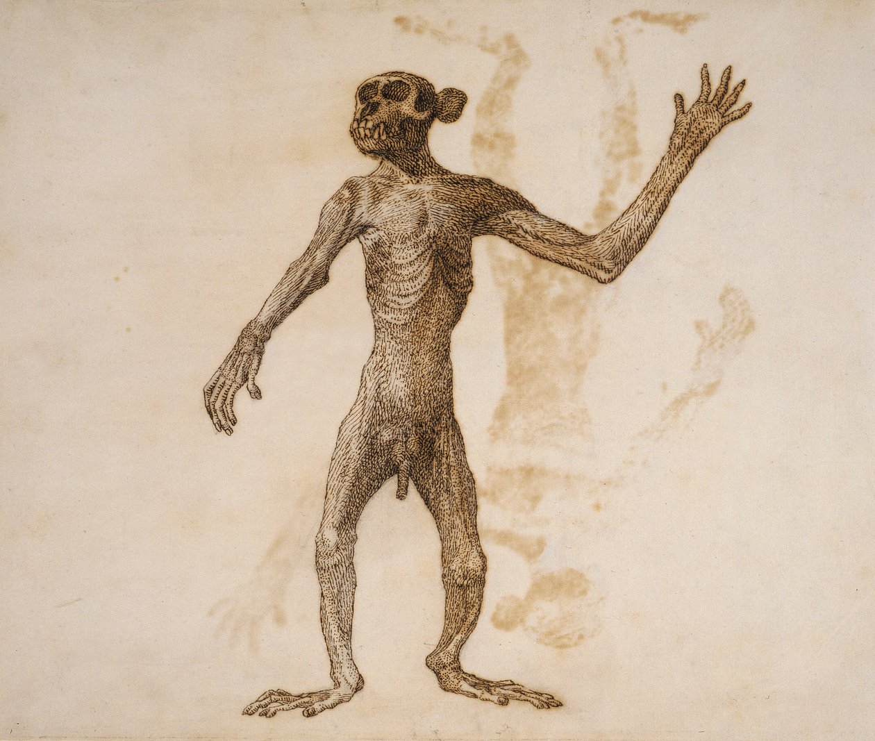 Apina seisoo, etunäkymä (kynä ja muste grafiitin päällä paperilla) tekijältä George Stubbs