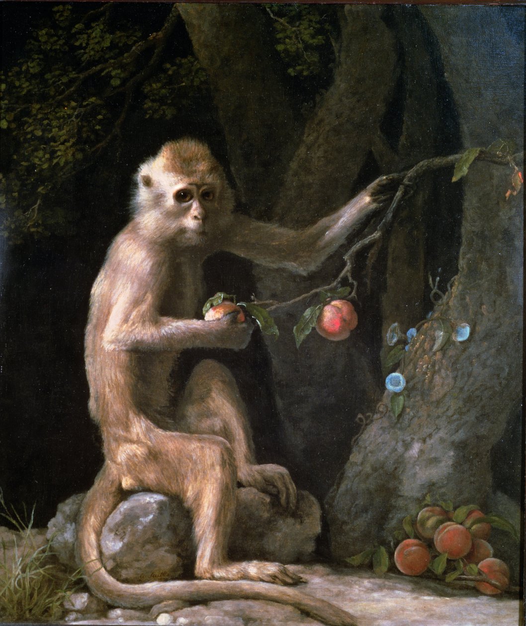 Apinan muotokuva vuodelta 1774 tekijältä George Stubbs
