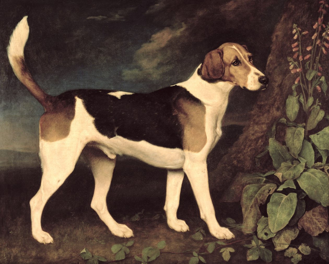 Ringwood, Brocklesbyn kettukoira, 1792 tekijältä George Stubbs