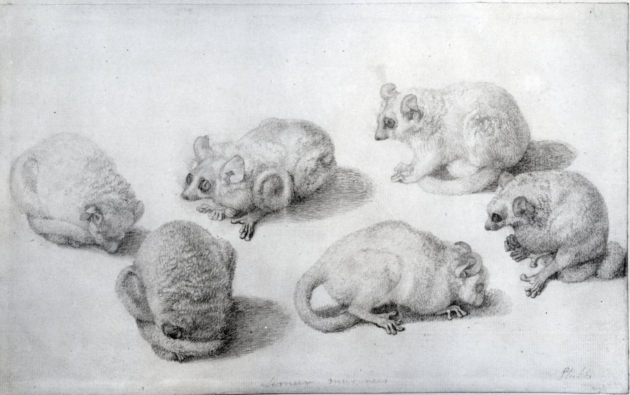 Studies of a Lemur, 1773 (grafiitti paperille) tekijältä George Stubbs