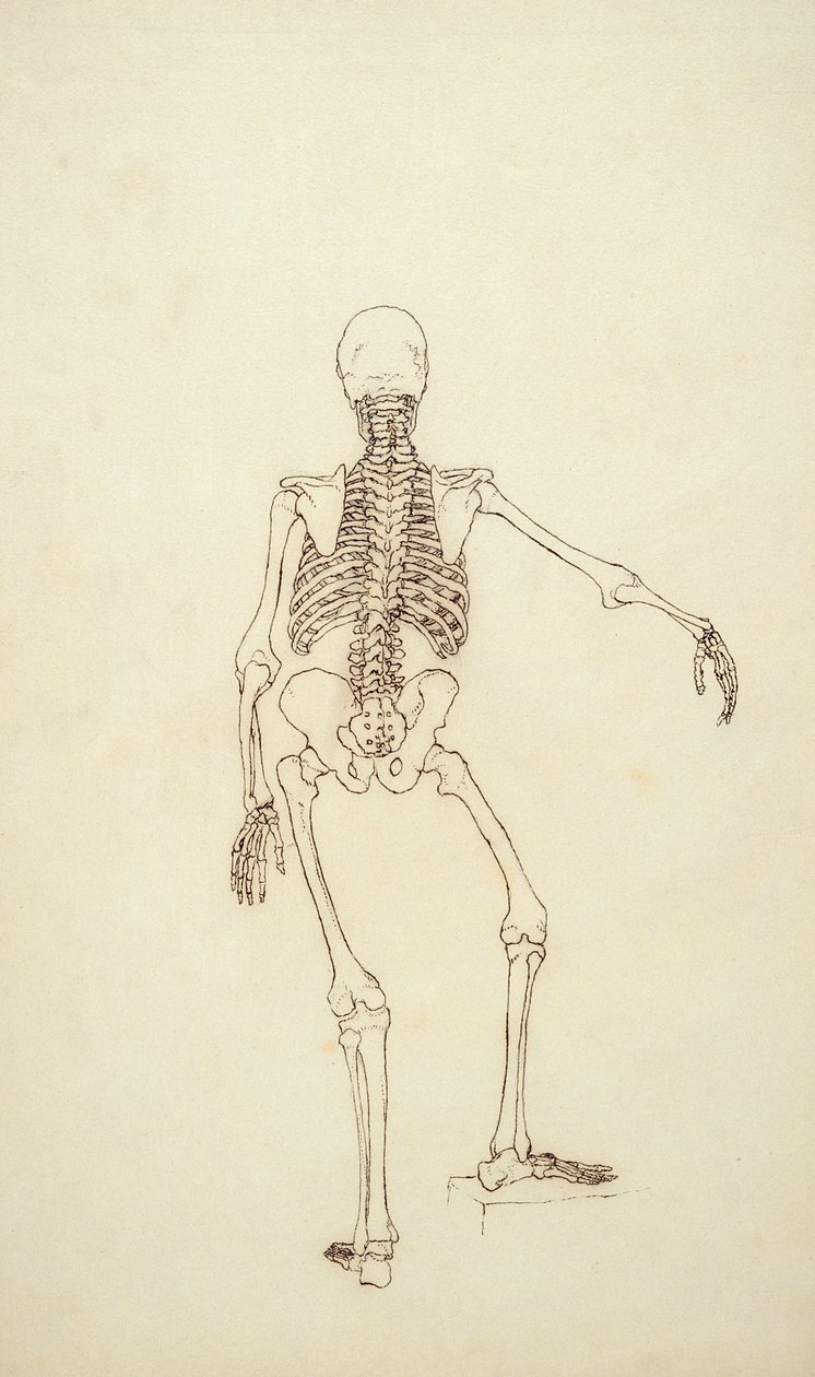 Tutkimus ihmishahmosta, takanäkymä, julkaisusta "Vertaileva anatominen esitys ihmiskehon rakenteesta tiikerin ja linnun rakenteeseen", 1795-1806 (kynä ja muste grafiitin päällä tekijältä George Stubbs