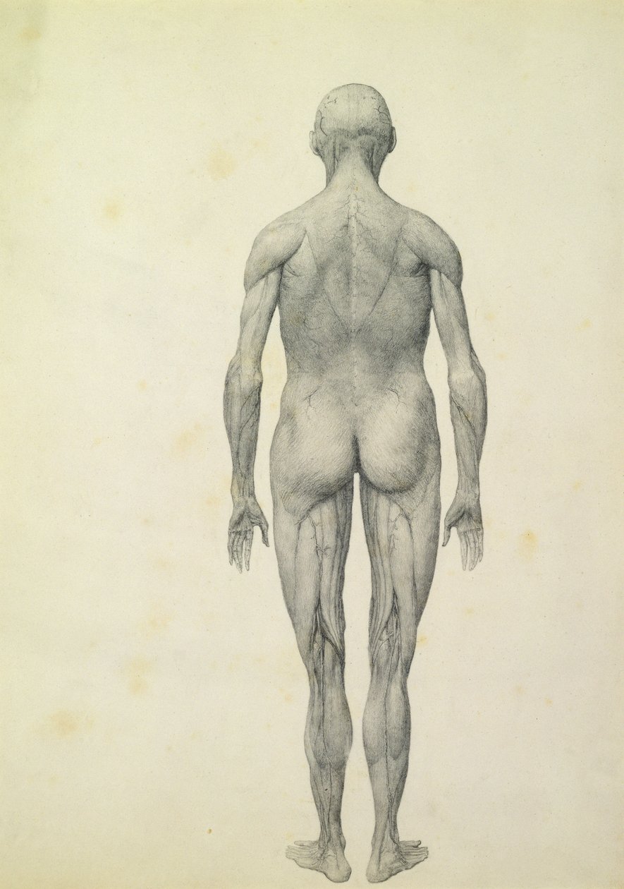 Ihmishahmo, etukuva sarjasta "Vertaileva anatominen esitys ihmiskehon rakenteesta tiikerin ja linnun rakenteeseen", 1795-1806 (grafiitti paperille) tekijältä George Stubbs
