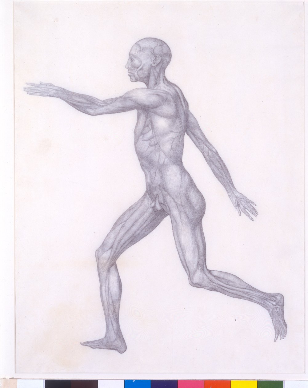 Ihmishahmo, sivukuva, sarjasta "Vertaileva anatominen esitys ihmiskehon rakenteesta tiikerin ja linnun rakenteen kanssa, 1795-1806 (grafiitti paperille) tekijältä George Stubbs
