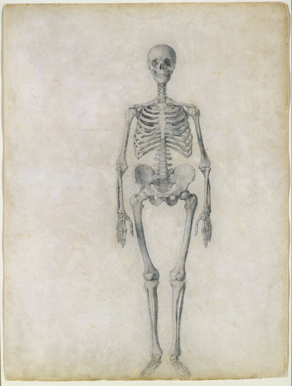 Ihmisen luuranko, etunäkymä sarjasta "Vertaileva anatominen esitys ihmiskehon rakenteesta tiikerin ja tavallisen linnun rakenteeseen", 1795-1806 (grafiitti paperille) tekijältä George Stubbs