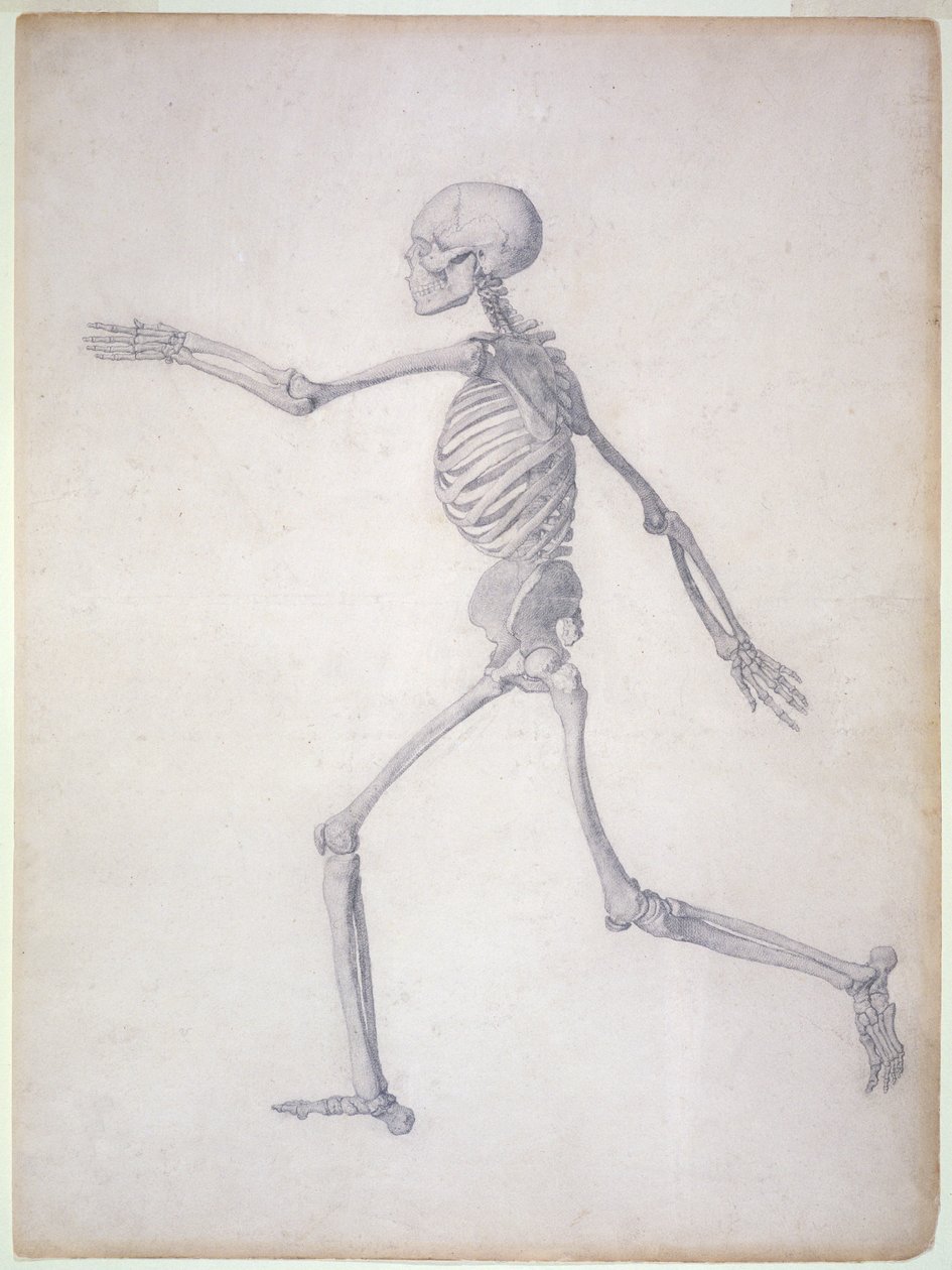 Ihmisen luuranko, sivukuva, sarjasta "Vertaileva anatominen esitys ihmiskehon rakenteesta tiikerin ja linnun rakenteeseen, 1795-1806 (grafiitti paperille) tekijältä George Stubbs