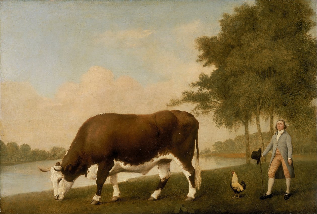 Lincolnshire Ox tekijältä George Stubbs