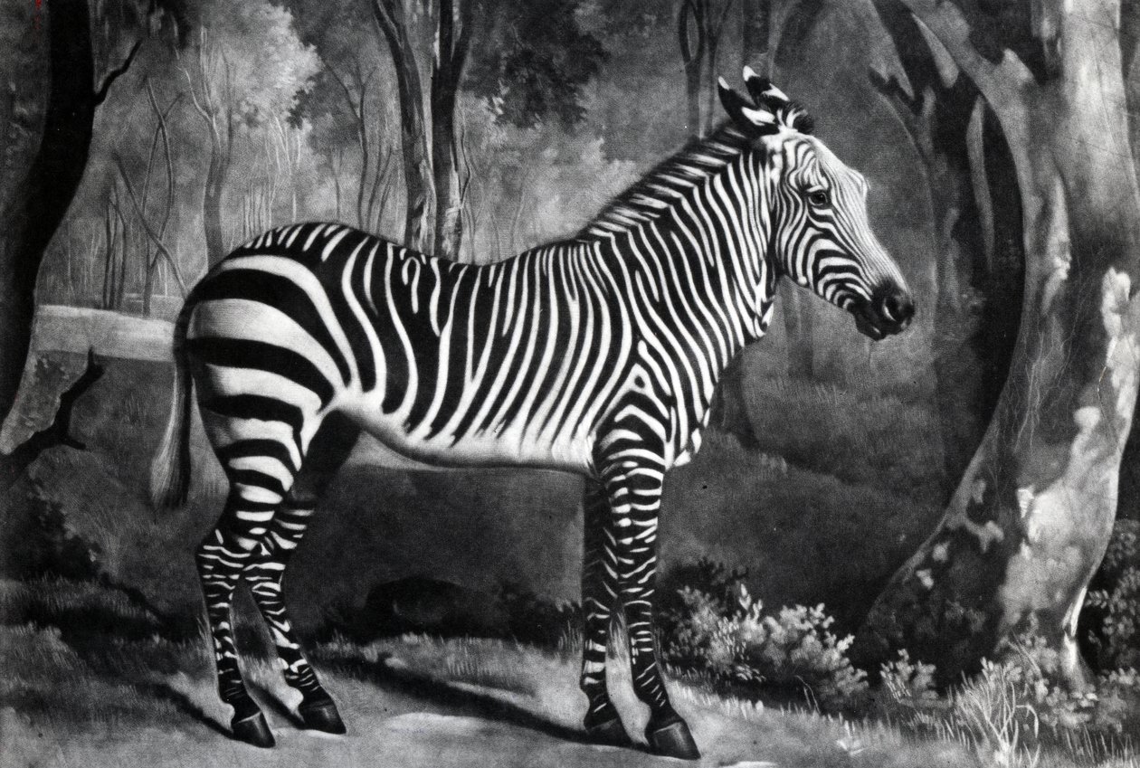 The Sebra tai Wild Ass, kaiverrus George Townley Stubbs, 1771 (mezzotint) tekijältä George Stubbs