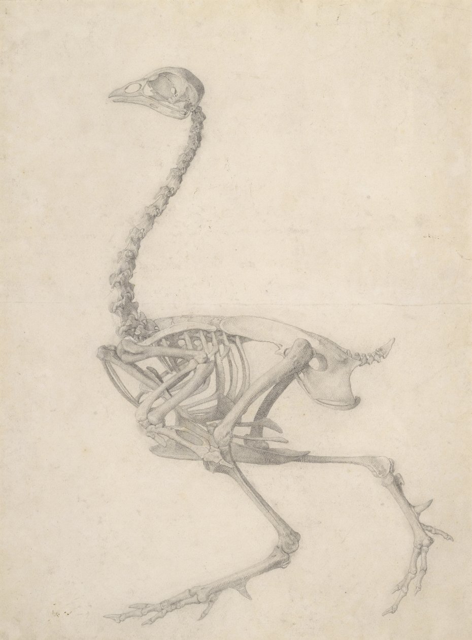 Kanan luuranko sarjasta "Vertaileva anatominen esitys ihmiskehon rakenteesta tiikerin ja tavallisen linnun rakenteeseen", 1795-1806 (grafiitti paperille) tekijältä George Stubbs