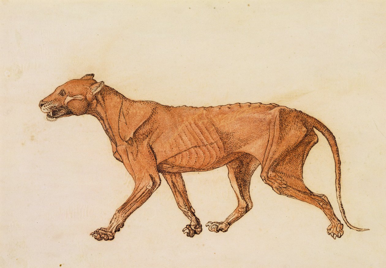 Tiikeri, sivunäkymä, iho poistettu, "Vertailevasta anatomisesta näyttelystä ihmiskehon rakenteesta tiikerin ja linnun rakenteen kanssa" (punainen liitu ja muste paperille) tekijältä George Stubbs