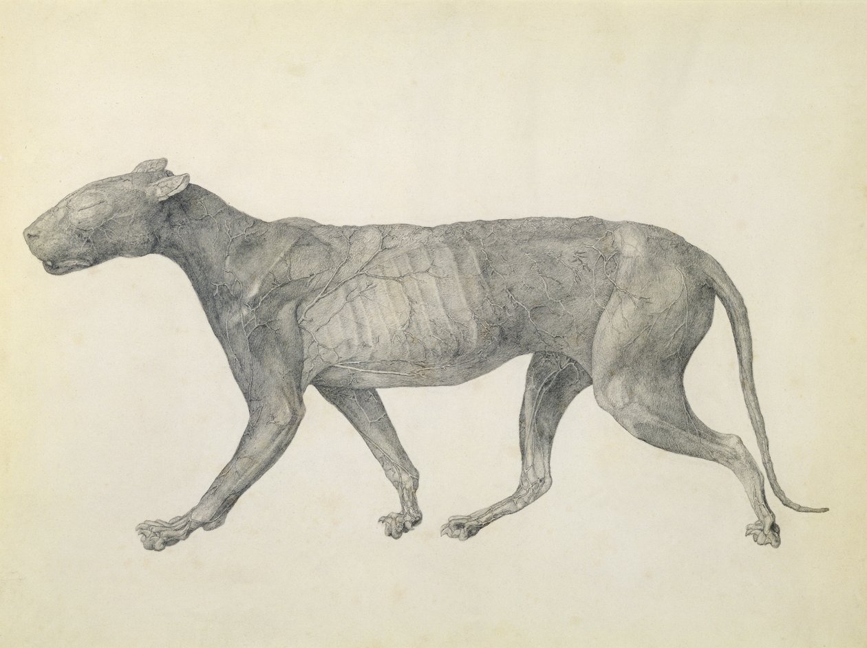 Tiger: Lateral View, iho ja kudokset poistettuna sarjasta "Vertaileva anatominen esitys ihmiskehon rakenteesta tiikerin ja tavallisen linnun rakenteeseen" (grafiitti paperille) tekijältä George Stubbs