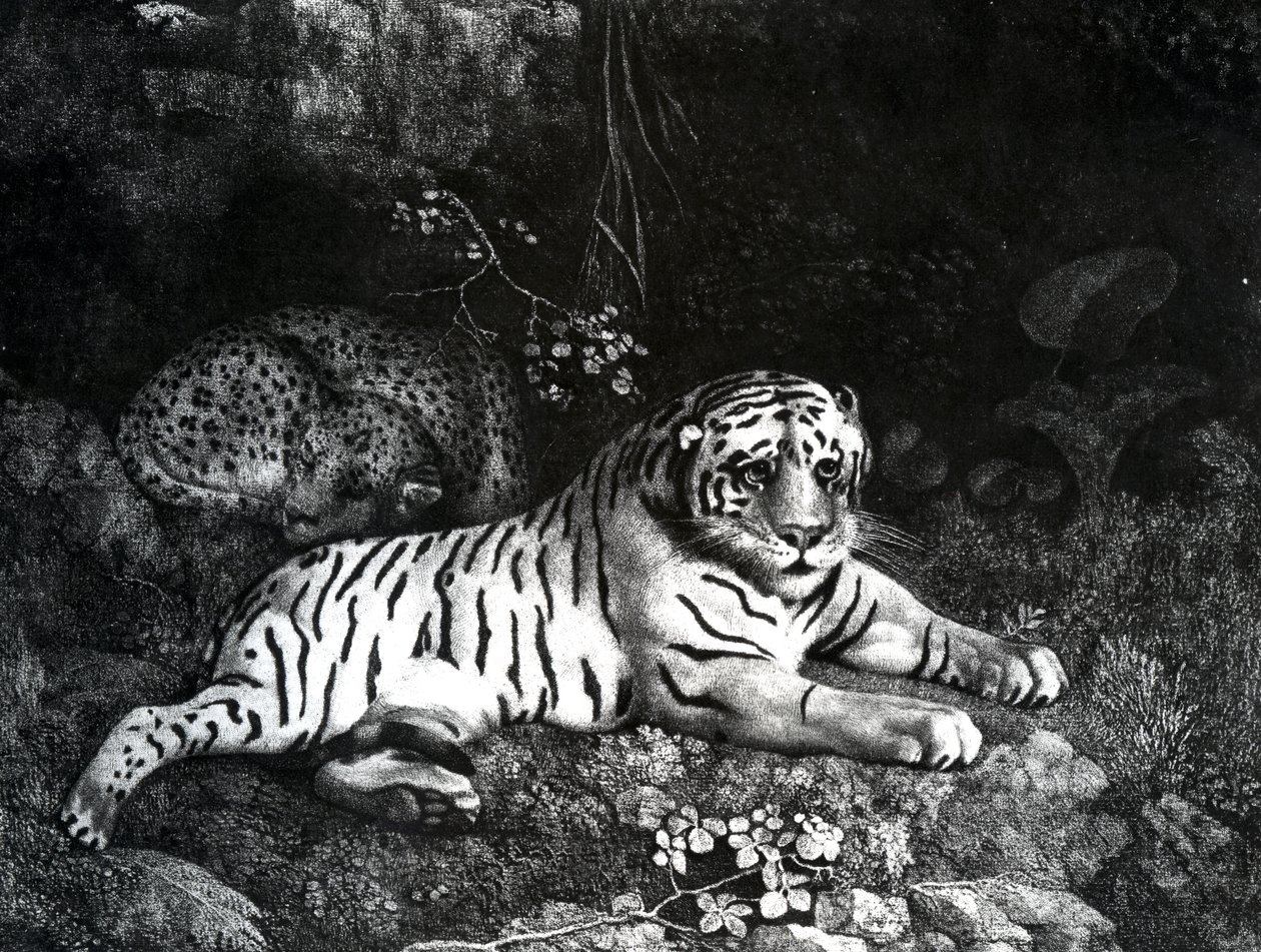 Two Tigers, 1788 tekijältä George Stubbs
