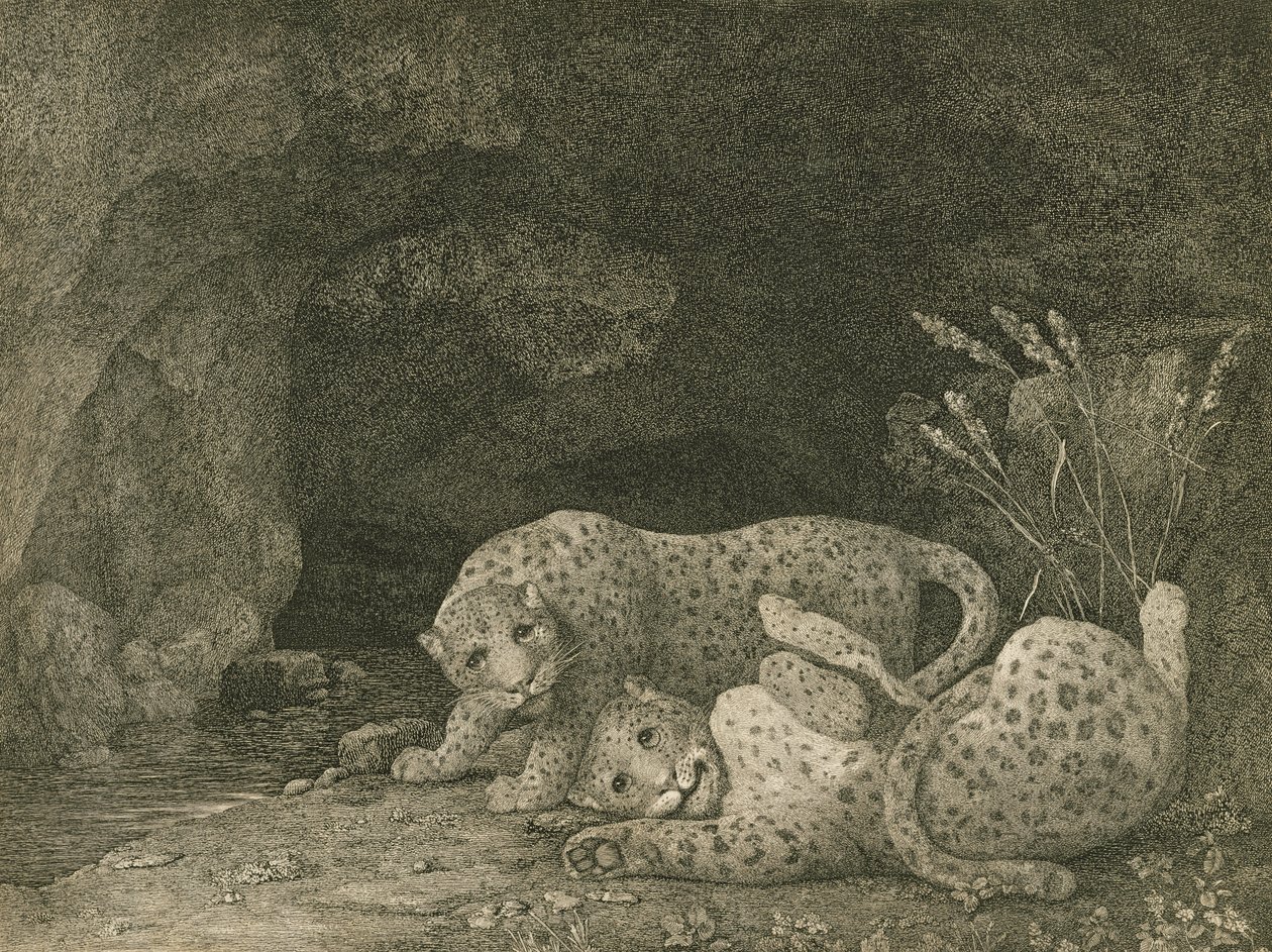 Tygers at Play, taiteilijan kaiverrus, pubi. 1789 tekijältä George Stubbs