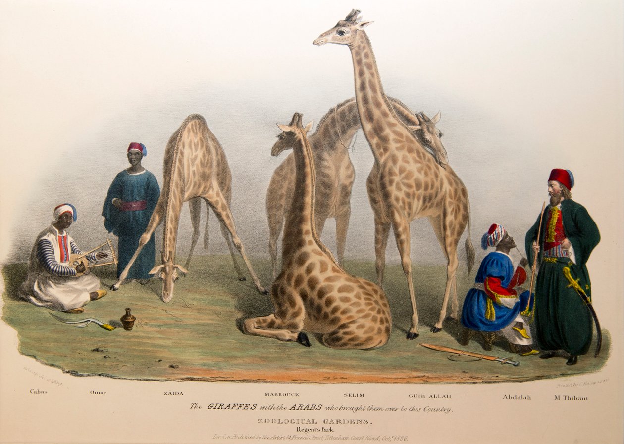 Kirahvit arabien kanssa, 1836 tekijältä George the Elder Scharf