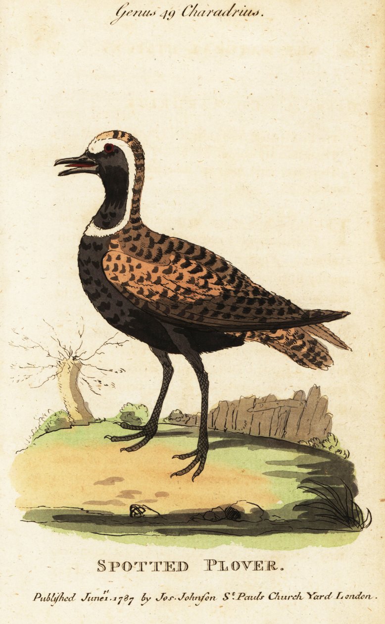 Amerikkalainen kultapiikka tai täpläpiikka, Pluvialis dominica tekijältä George (after) Edwards