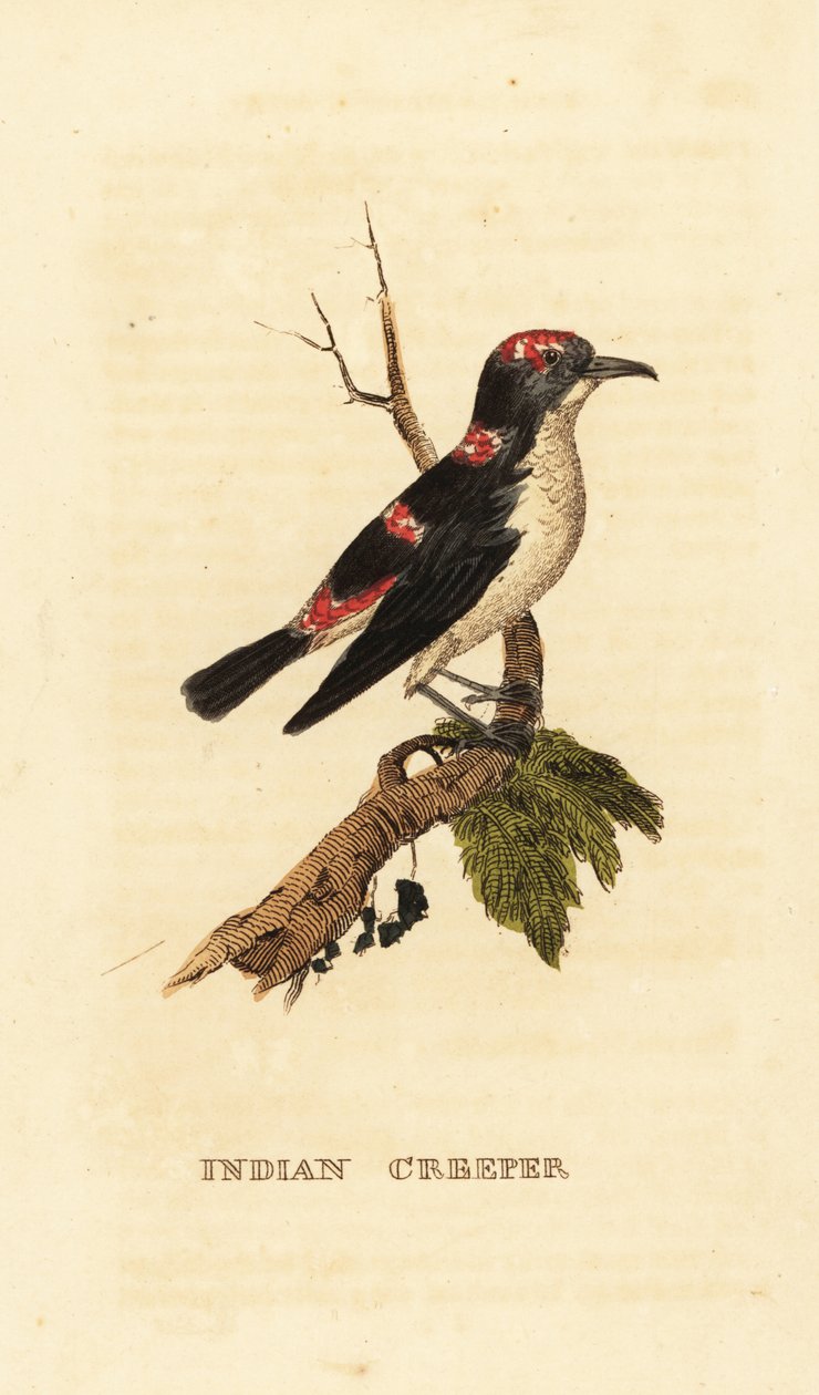 American treecreeper tai ruskea creeper, Certhia americana tekijältä George (after) Edwards