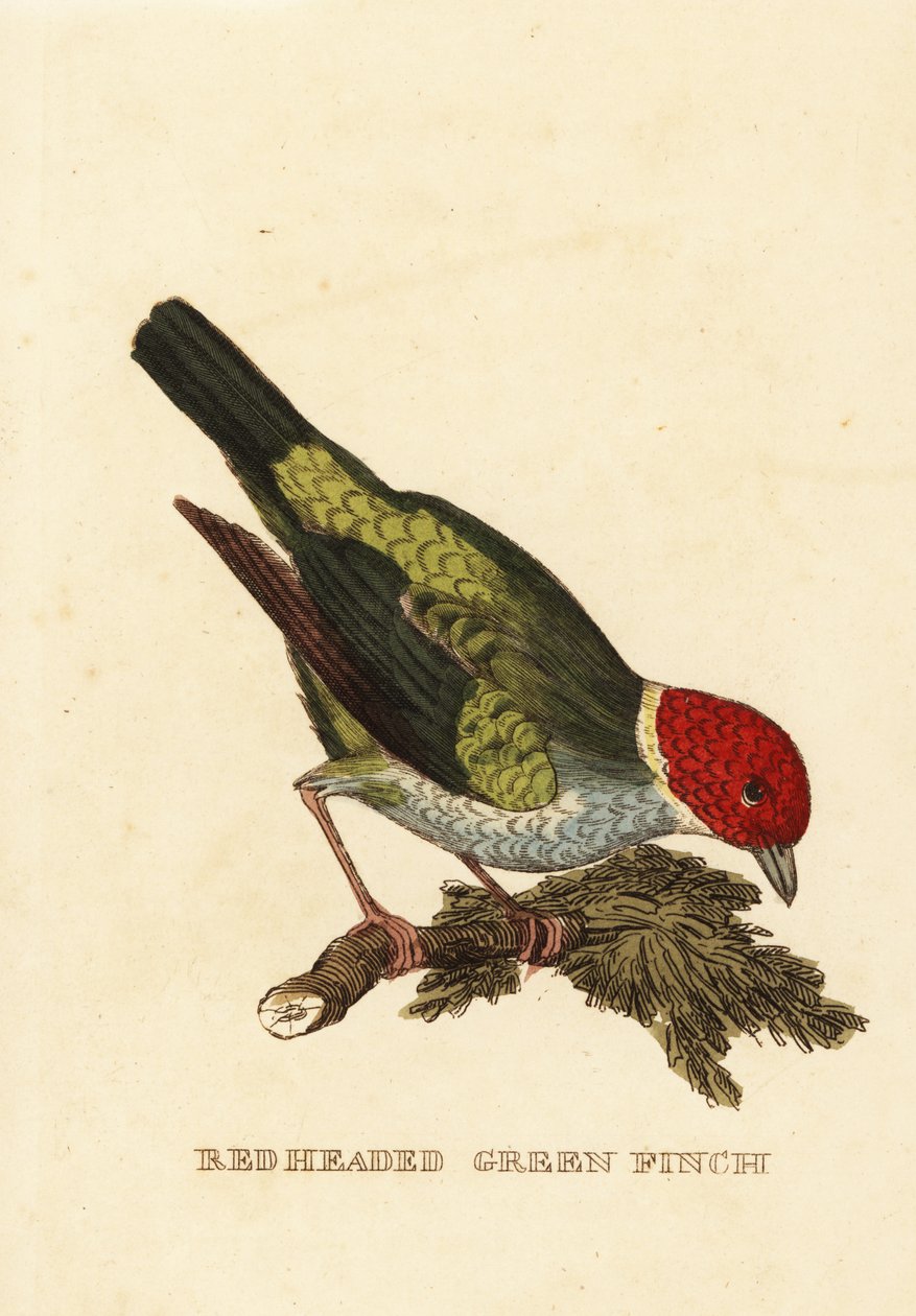 Bay-head tanager, Tangara gyrola tekijältä George (after) Edwards