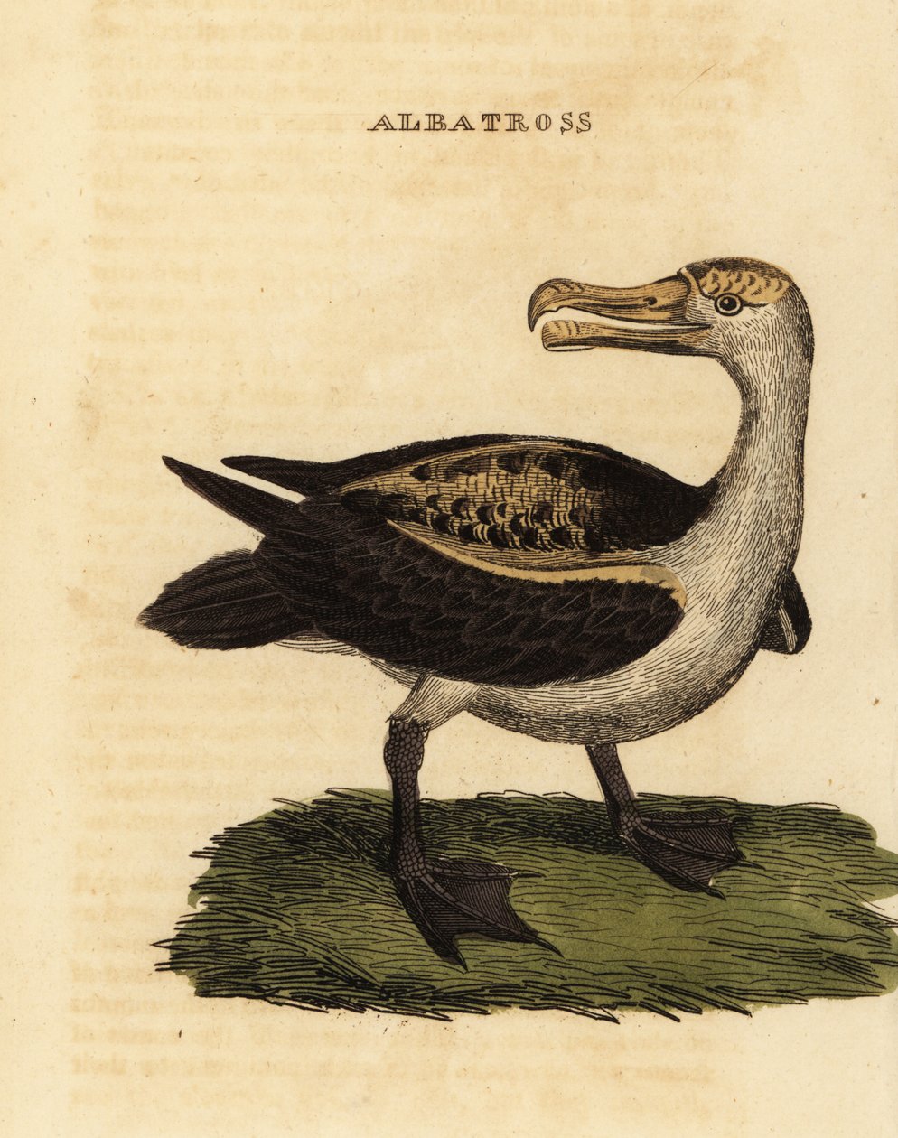 Blackbrowed albatross, Thalassarche melanophris tekijältä George (after) Edwards