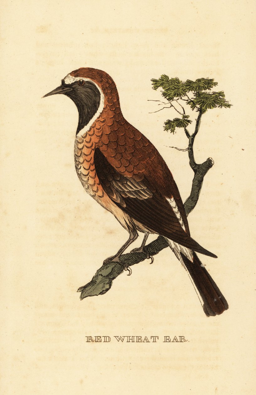 Mustakorvainen vehnäkorvi, Oenanthe hispanica stapazina tekijältä George (after) Edwards