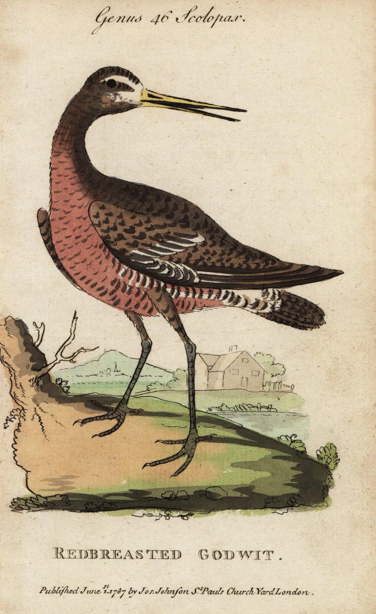Mustapyrstö tai punarintajuttu, Limosa limosa tekijältä George (after) Edwards