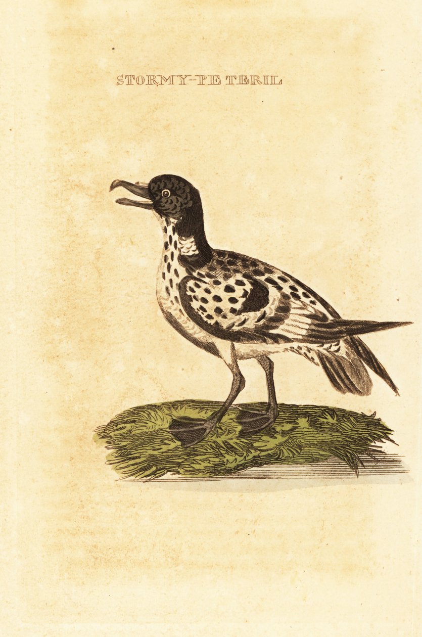 Cape petrel, Daption viitta tekijältä George (after) Edwards