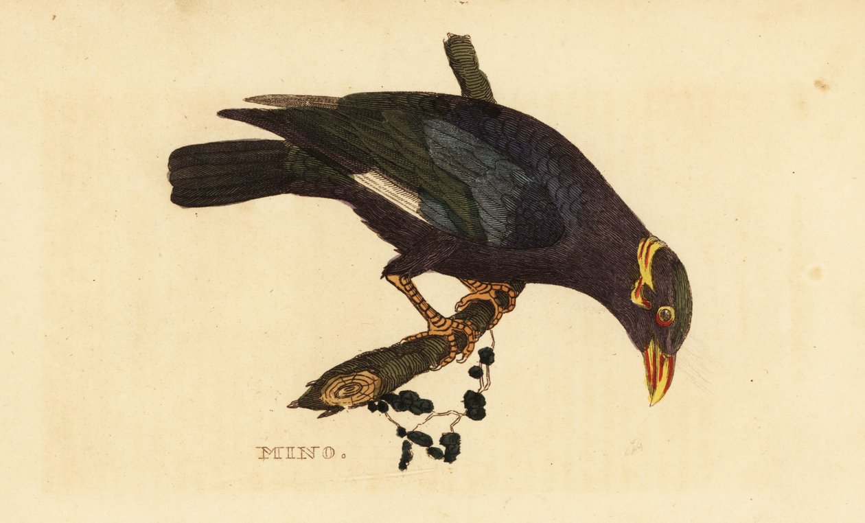 Kaulusmyna, Acridotheres albocinctus tekijältä George (after) Edwards