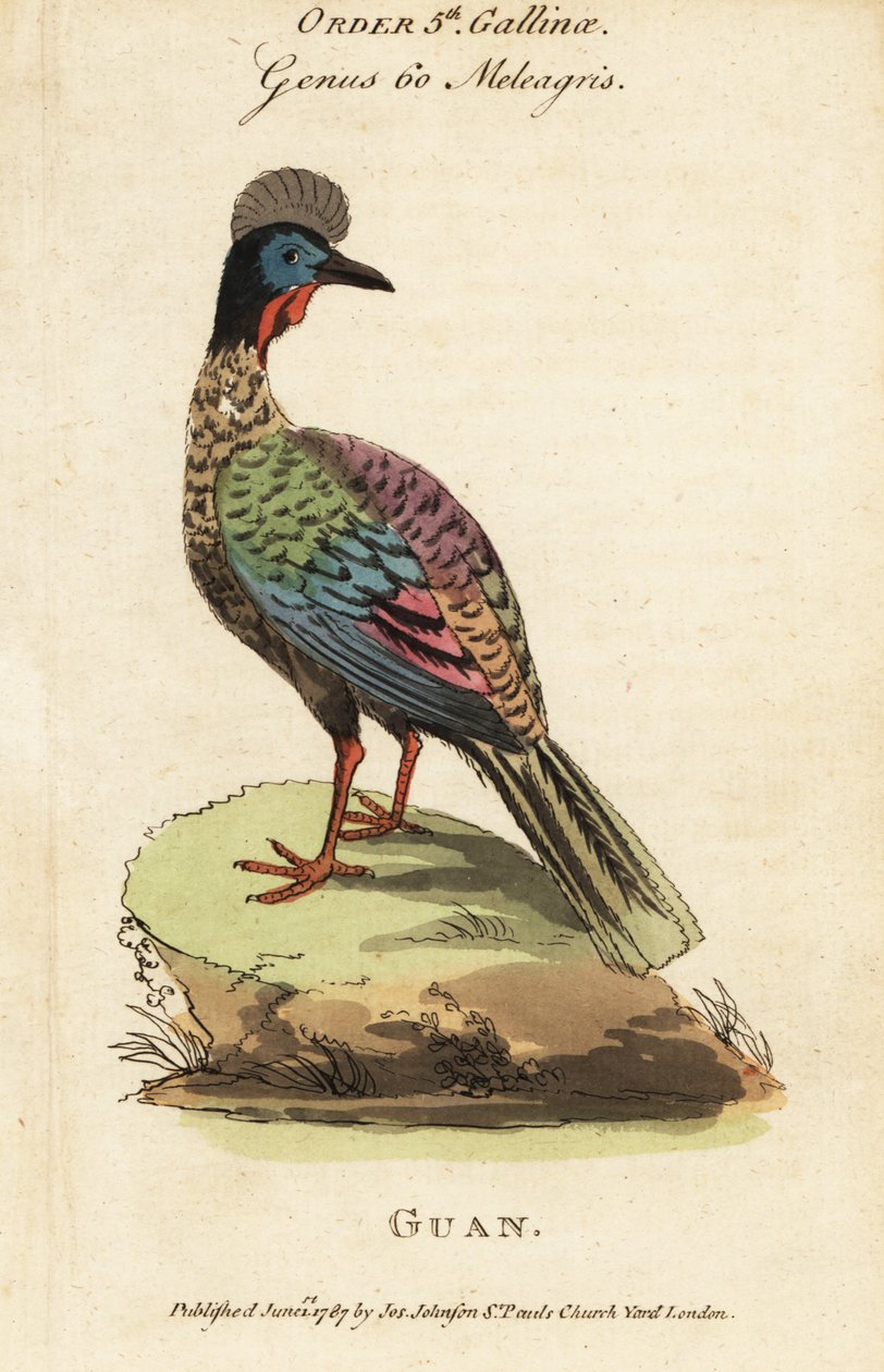 Crested guan, Penelope purpurascens tekijältä George (after) Edwards