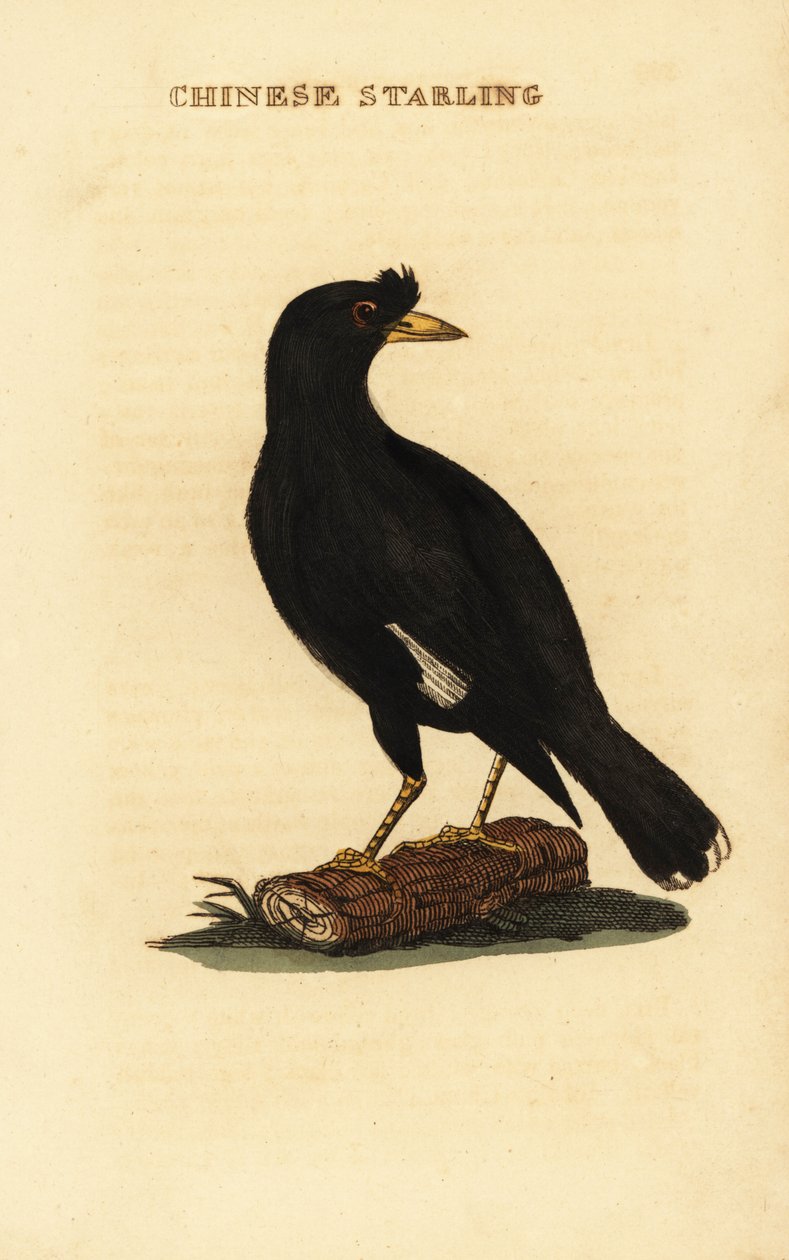 Crested myna, Acridotheres cristatellus tekijältä George (after) Edwards