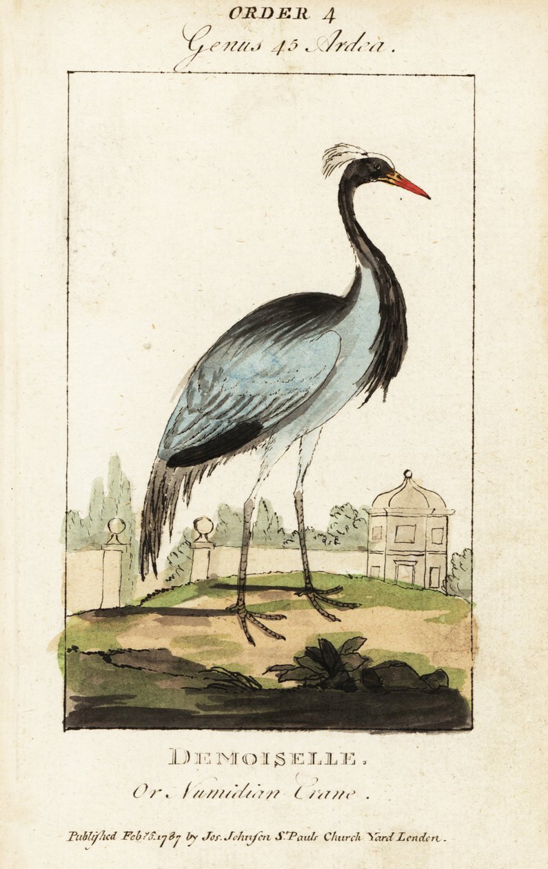 Damsel tai numidiankurkku, Grus virgo tekijältä George (after) Edwards