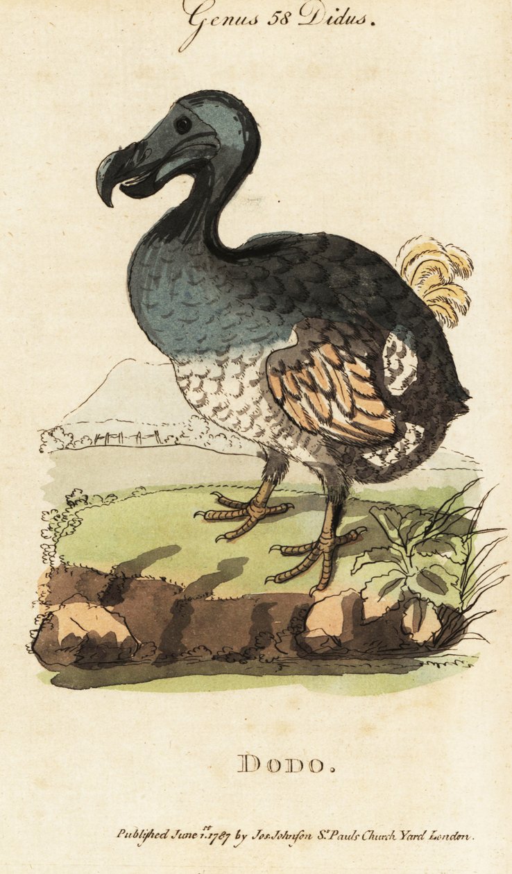 sukupuuttoon kuollut dodo, Raphus cucullatus (Didus ineptus) tekijältä George (after) Edwards
