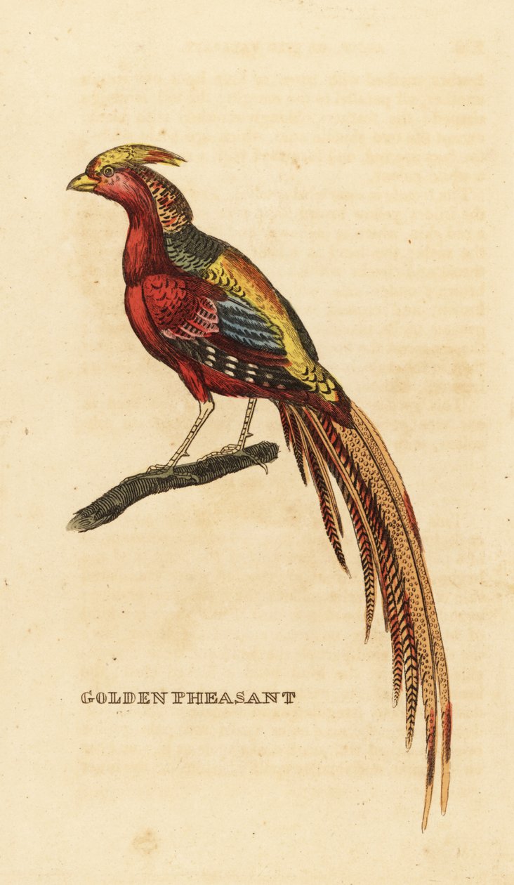 Kultafasaani, Chrysolophus pictus tekijältä George (after) Edwards