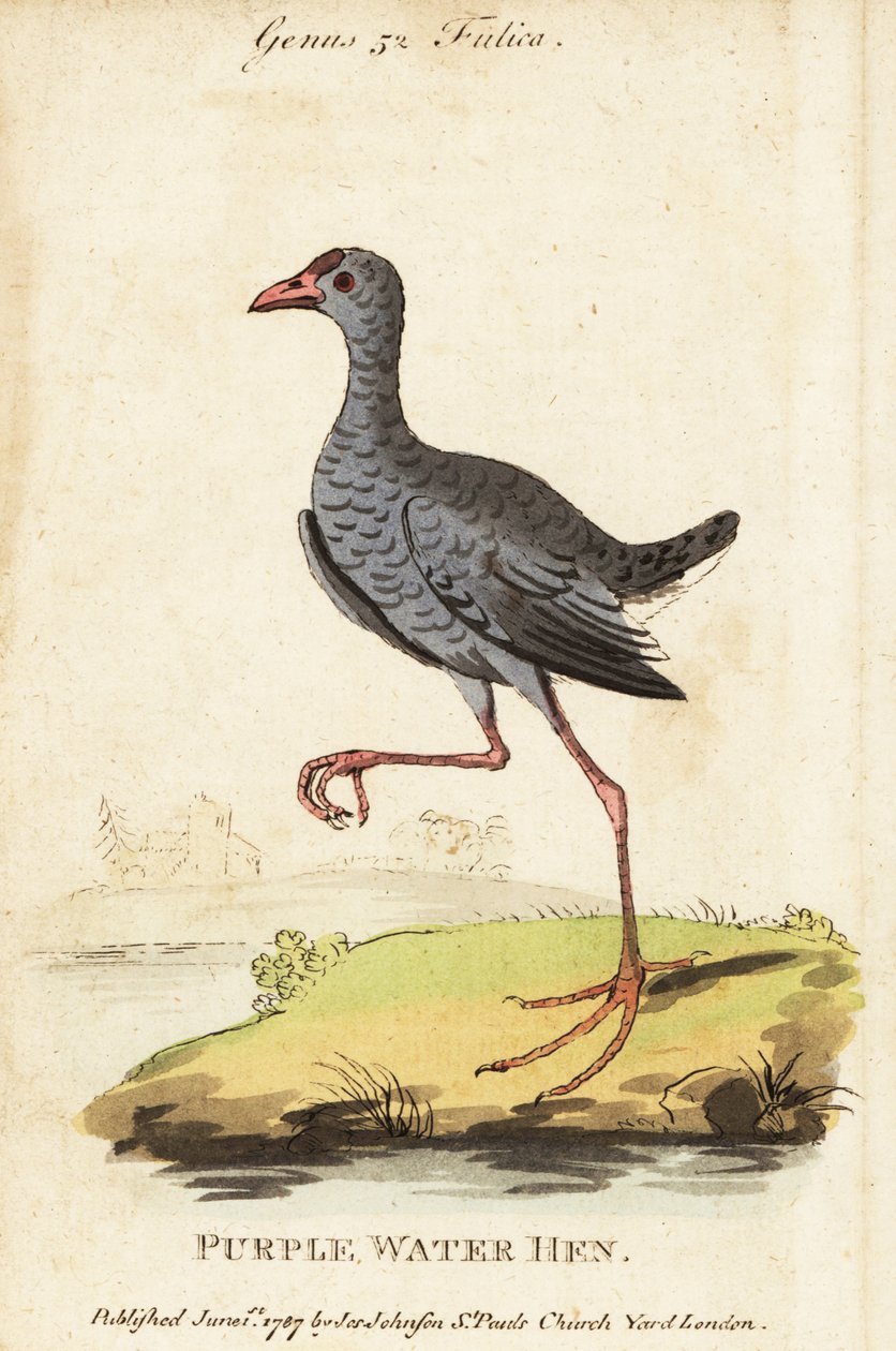 Harmaapäinen suo, Porphyrio poliocephalus tekijältä George (after) Edwards
