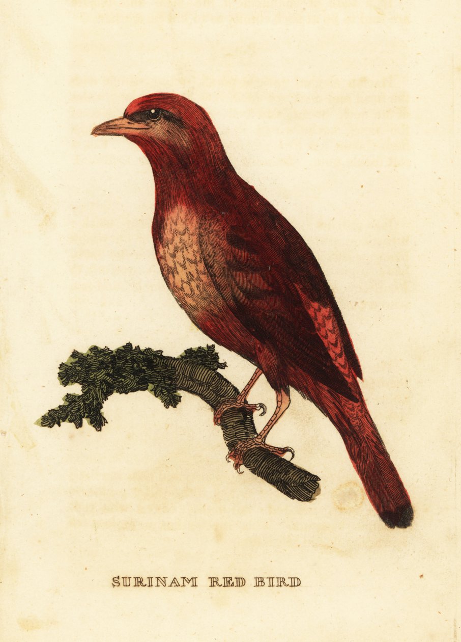 Guiananin punainen cotinga, Phoenixin teurastaja tekijältä George (after) Edwards