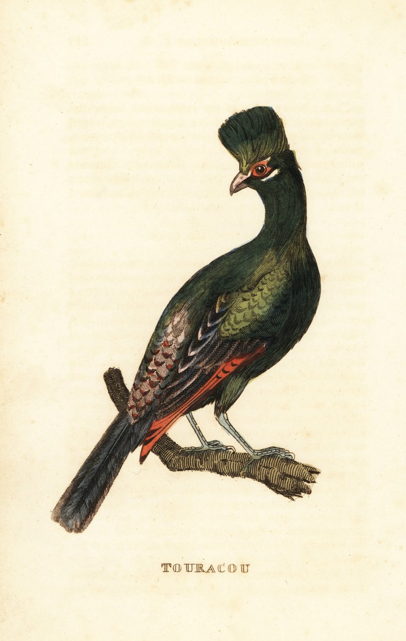 Guinea turaco tai vihreä turaco, Tauraco persa tekijältä George (after) Edwards