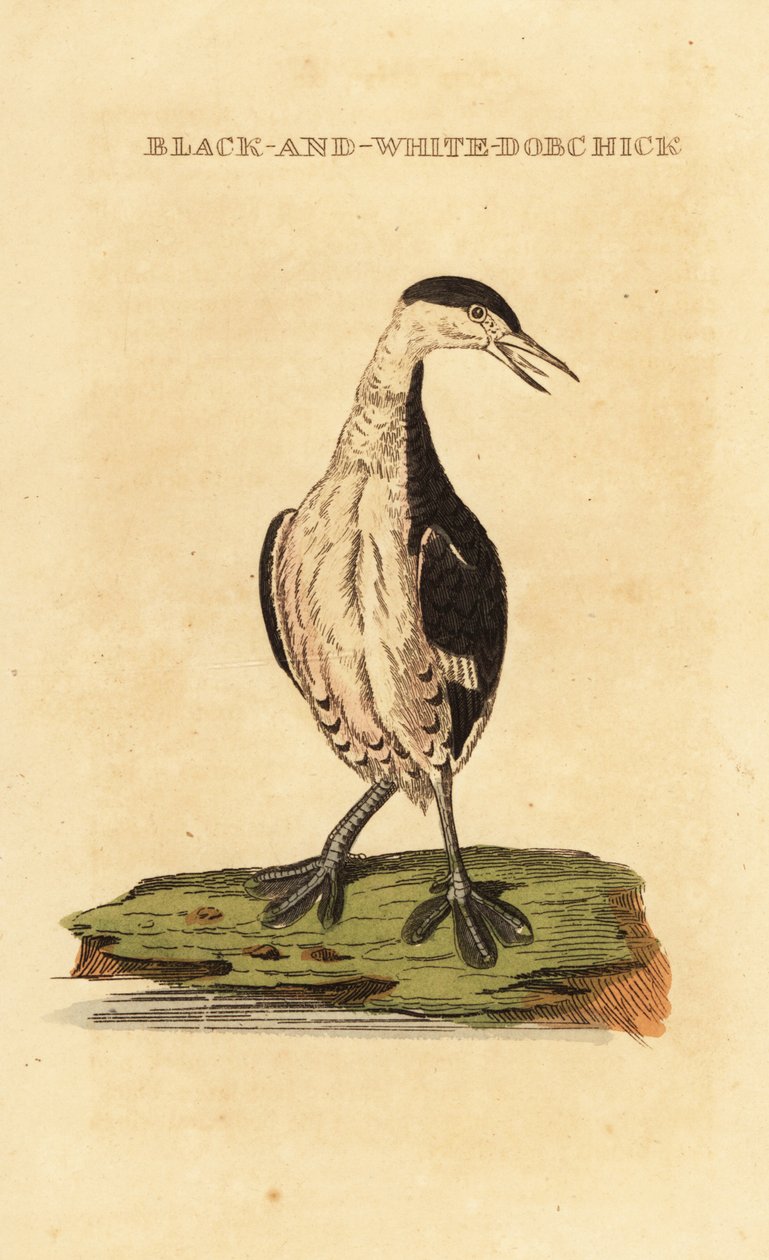 Sarvikasvi, nuori, Podiceps auritus tekijältä George (after) Edwards